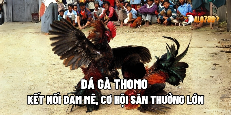 đá gà Thomo
