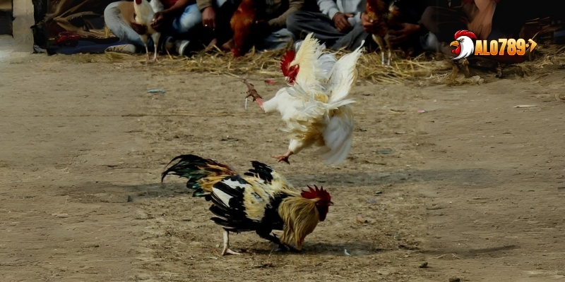 Lý do nên chọn đá gà Thomo ALO789 để cá cược