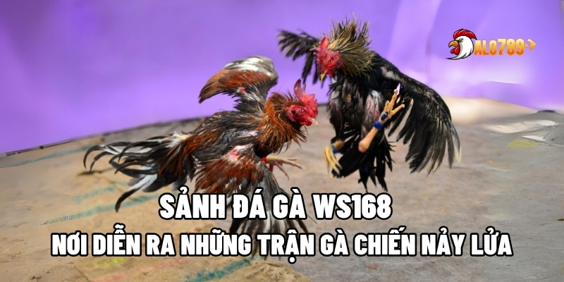 Sảnh đá gà WS168