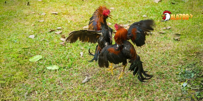 Hướng dẫn luật chơi tại sảnh đá gà WS168 một cách chi tiết